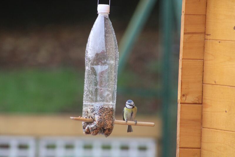 Une mésange sur une mangeoire fabriquée avec une bouteille